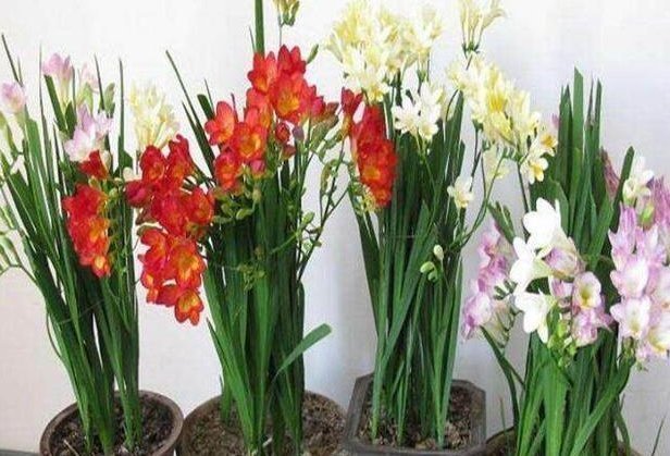 不想养吊兰绿萝了那就养这4种花，花开如海，一年能开300多天