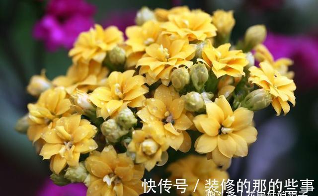 长寿花轻轻一碰就掉叶子，是这几个方面的情况造成的，要及时处理