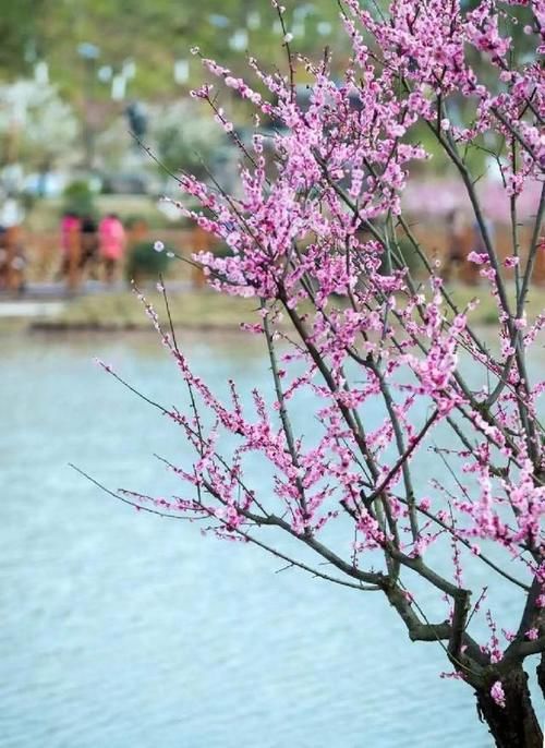 春游川渝丨花都开好了~不虚度春光 南川邀你一起“打开”春天