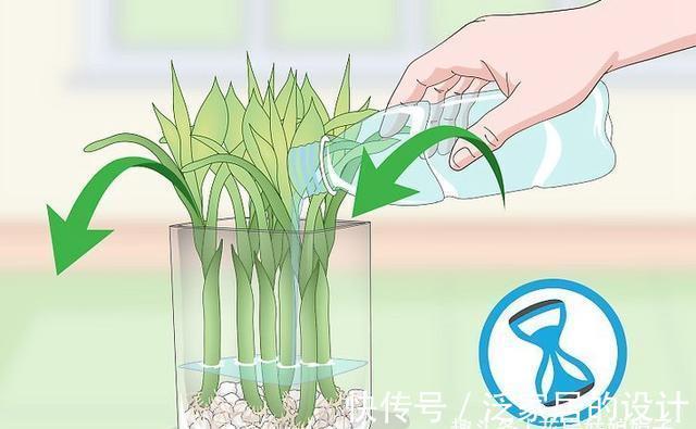 水培|富贵竹不用花钱买了,1根迅速变10根,这样扦插繁殖生长速度快
