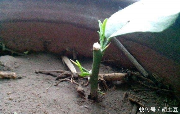 送给你实用的养花秘籍——盆栽柠檬的养护秘籍，简单实用花香四溢