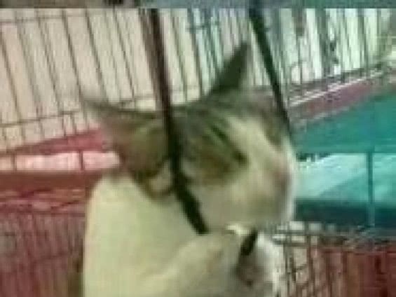 书虫&这些网文“黑话”你都懂吗?来检验一下你是老书虫还是网文萌新!