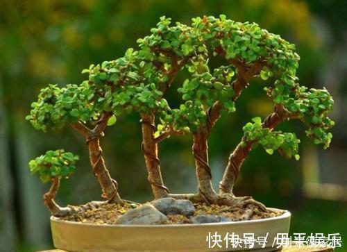 盆景|养金枝玉叶,了解掌握几个要点,枝干粗壮,长成老桩盆景!