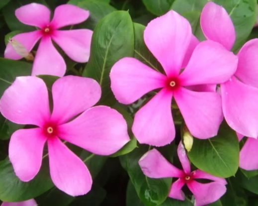 适合养的花,好活易爆盆,花姿妖娆,四季繁花似锦,美