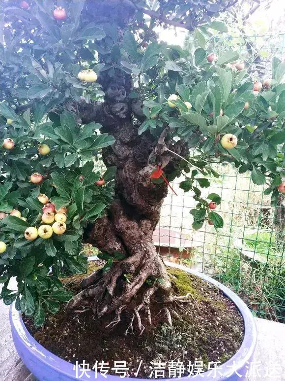 山楂|阳台养1棵山楂树,果子红艳艳,开胃又消食,是盆栽佳品!