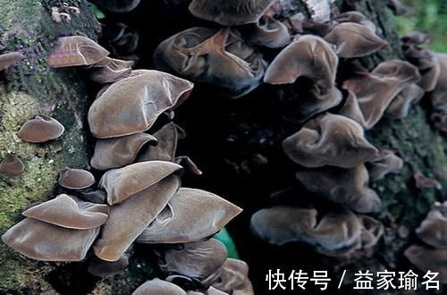 无花果|减肥最“猛烈”的几种碱性食物，比酸奶还刮油，常吃赘肉不再纠缠