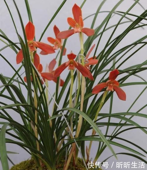 花色|传统名花:红河红,花香浓郁、花色繁杂,值得偏爱,你喜欢吗?