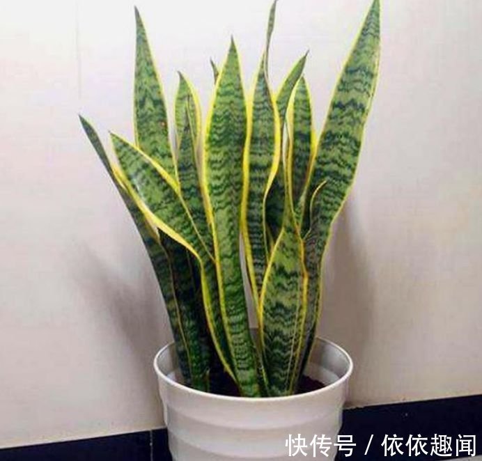 春天养花,不妨养这四款花,耐热耐晒更耐旱,浇水就疯长