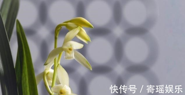 喜欢养兰花,3件事抓紧做,再不做就有些晚了