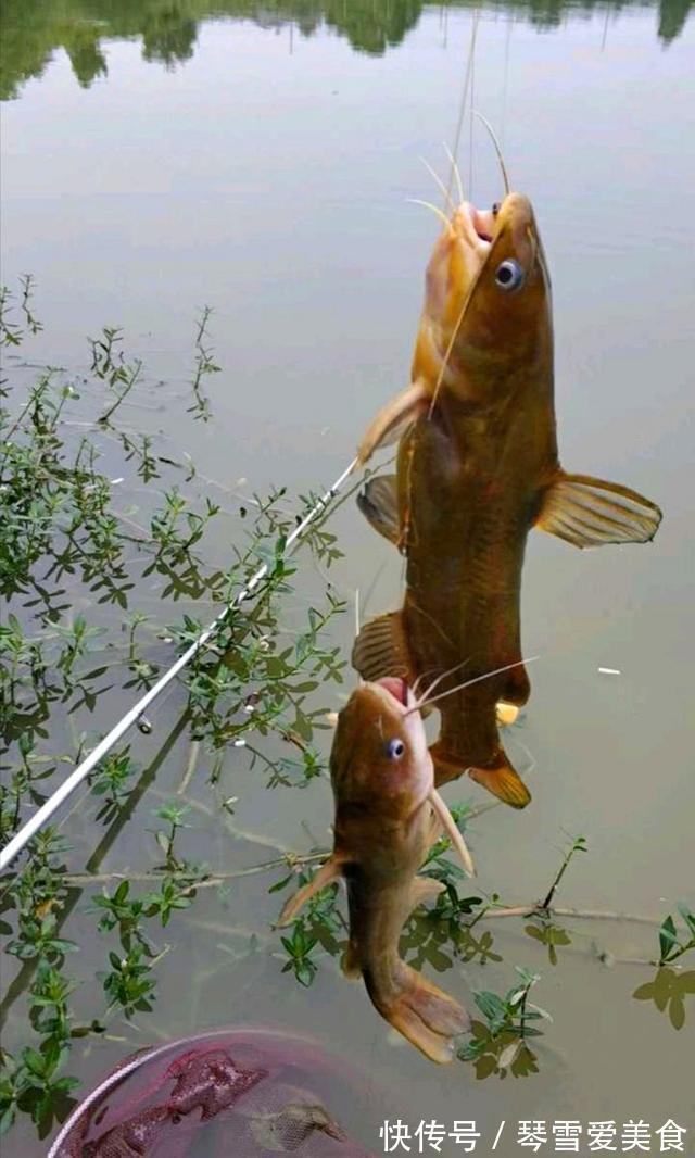 它比蚯蚓还好用,如果你想钓的鱼比别人多,请花1分钟看下