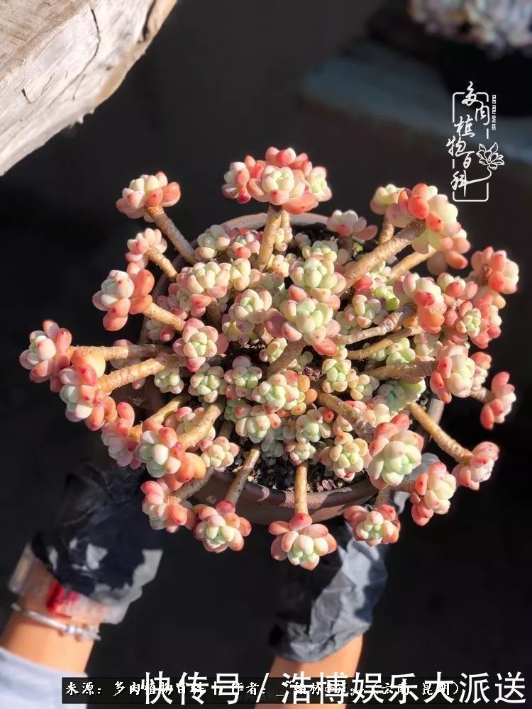 挂区|因为多肉,背井离乡来到开挂区,多肉变好看,小伙变大叔!