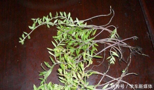 农村常见的“1种野草”，看到别铲除，挖1棵回家，做盆栽很漂亮！