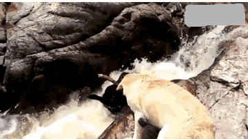 |搞笑GIF:不瞒你们说,我媳妇就是这么来的