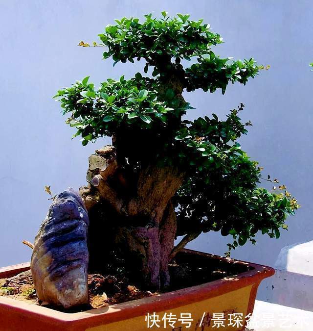 盆景扦插繁殖难生根?试试这6种自制生根水,生长快还茁壮