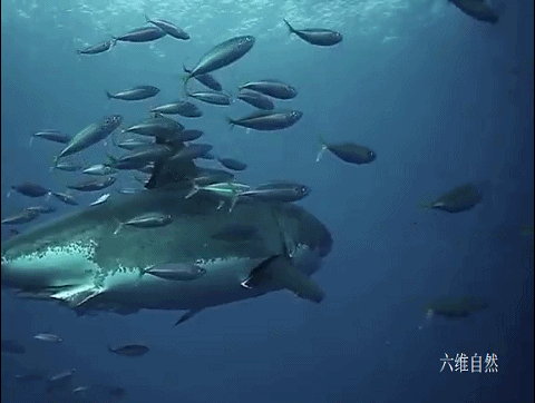 大白鲨 南非拍摄到一条迷人的大白鲨,吸引鱼群帮其去除角质,就像在鱼疗