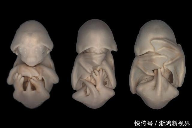 24张“活久见”生物照,仿佛来自另一个星球