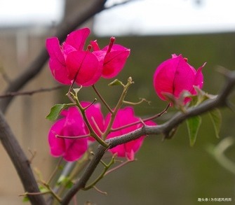 家养三角梅总是难开花做好这些细节,开爆满盆不是梦