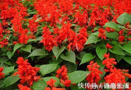 5种耐阴花,家里采光不好也能开花,花期超长,值得拥有!