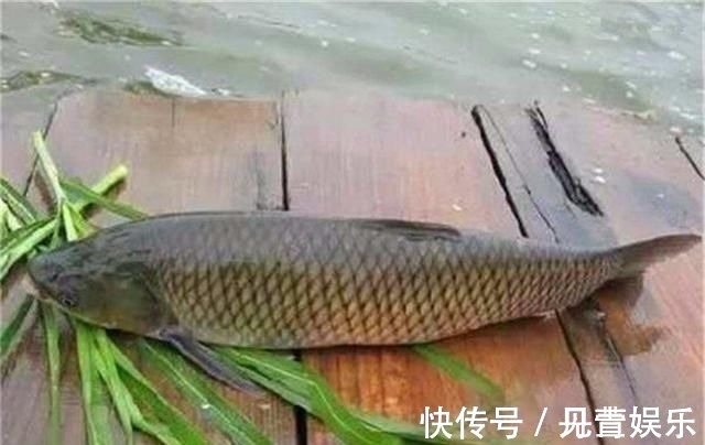 禾本科植物|别把钓草鱼看的那么难,做到这几点,连竿中鱼如若等闲