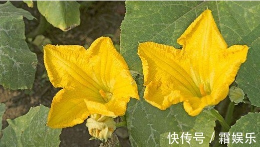 滋阴润燥|常吃以下3种野菜，能滋阴润燥、凉血利湿，对身体特别好