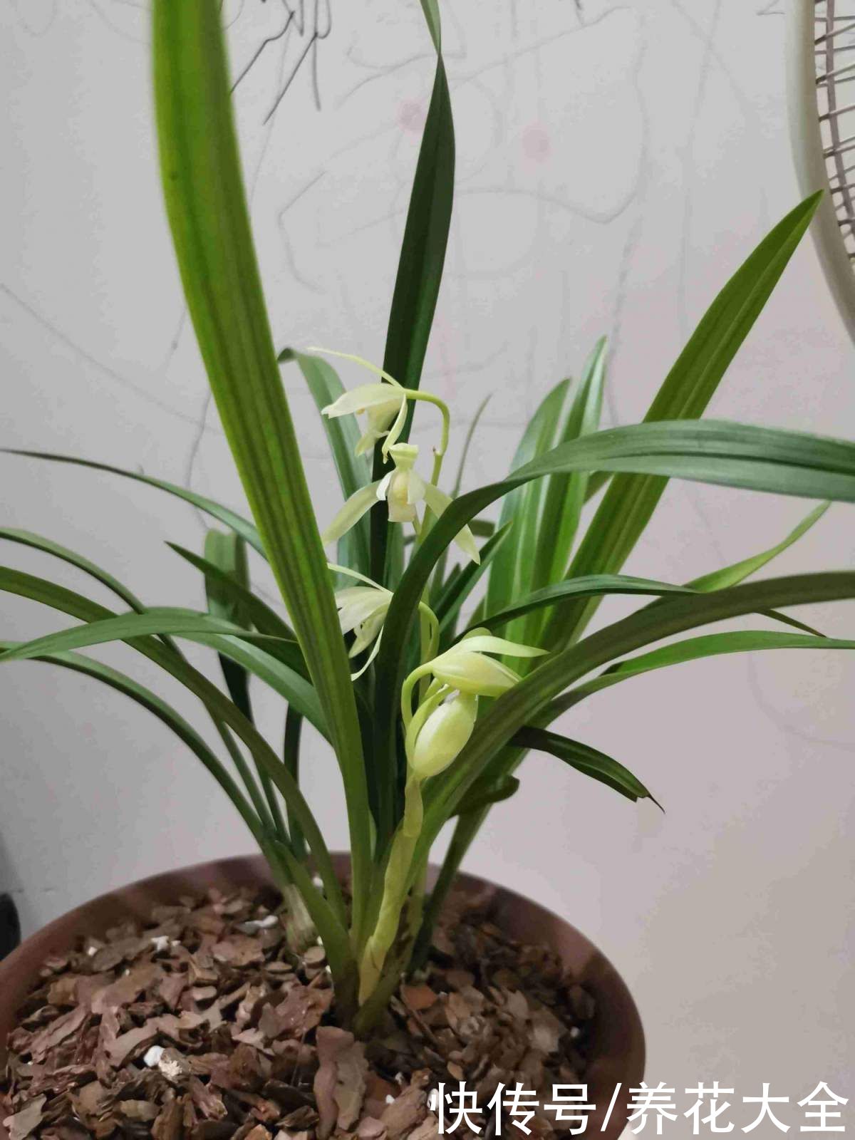 报岁兰|兰花品种多,中国兰花五大品种,你知道吗?