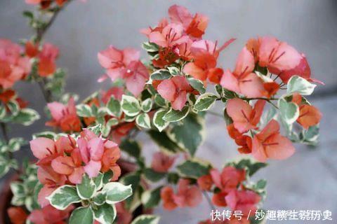 三角梅|45种三角梅品种,红、橙、黄、绿、白、紫,每一种都很好看!