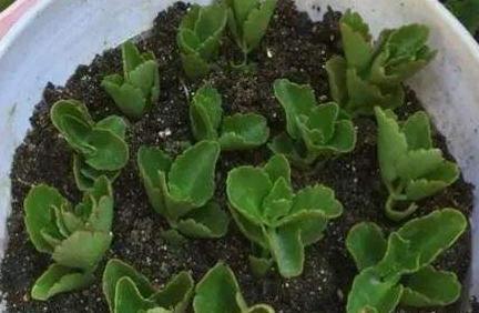 扦插长寿花，就用这方法，怎么扦插都成活，长根特别快！