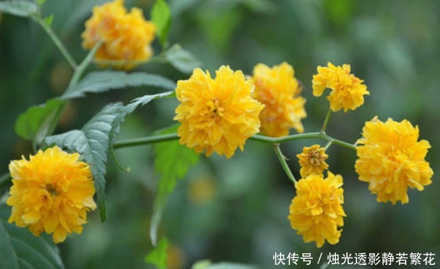 此花金花满枝,高贵雅致,被认为最有观赏价值的花卉,象征着高贵