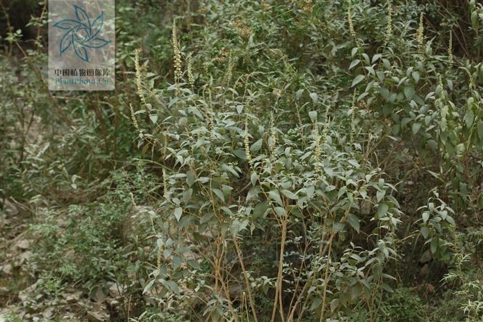 百日咳|四楞蒿,见过吗散风寒,止咳主风寒感冒、咳嗽、百日咳