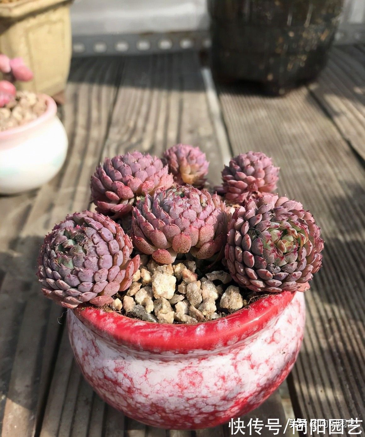 多肉是个好东西,但是不能乱买,货比三家,多肉要买的值得