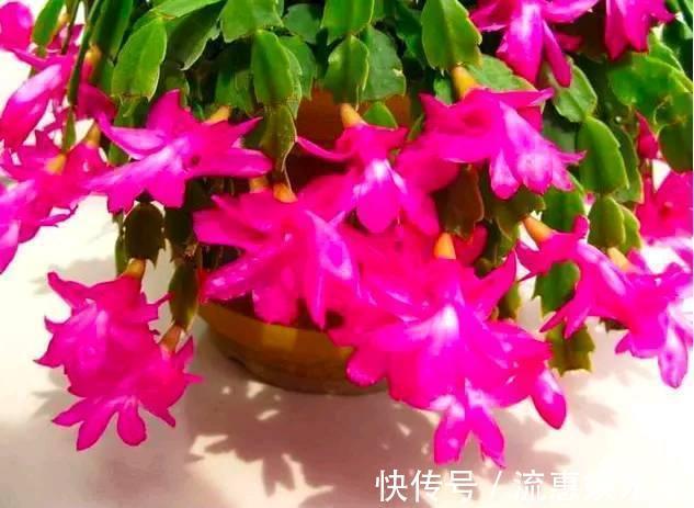 蚧壳虫|蟹爪兰一晒太阳就变样,叶片变成“松松垮垮”,这几点要注意