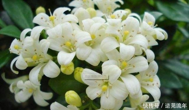 我国“最香”盆栽花卉,净化空气效果好,房间摆1盆,熏得一室香