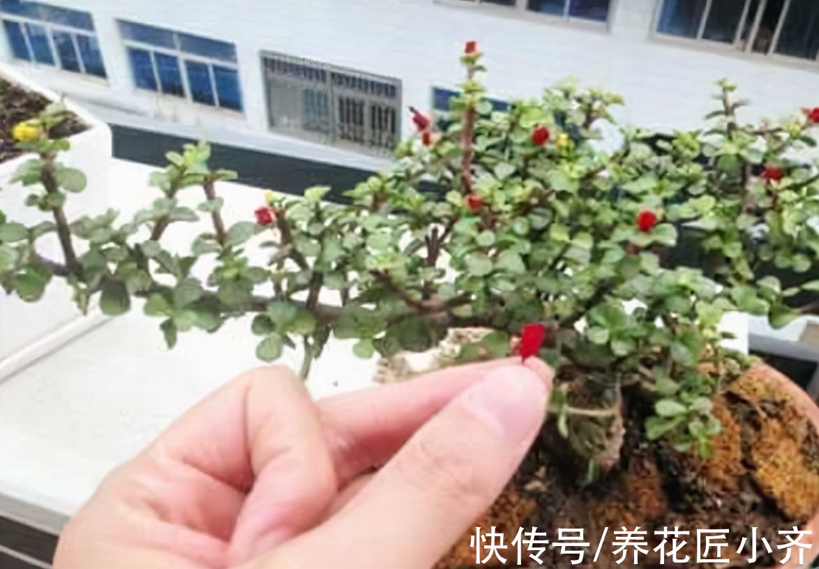 千佛手|腊月逛花市，6种花不要买，因为“花”是假的，别上当