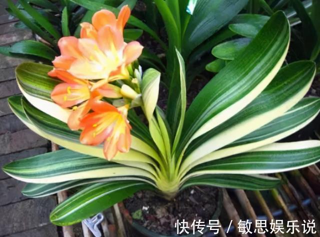 强光|养君子兰有“六怕”,你知道吗?新手一定要避开