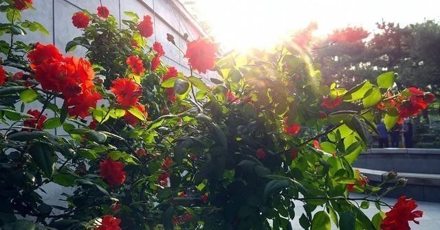 阳台养花蚊子多?自制3种“驱蚊水”,傍晚喷一喷,蚊子不见踪影