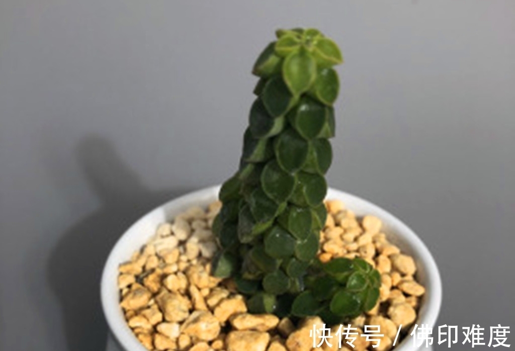 叶椒草|这些多肉说不上哪里好,但就是让人一眼难忘,有的开花还很美