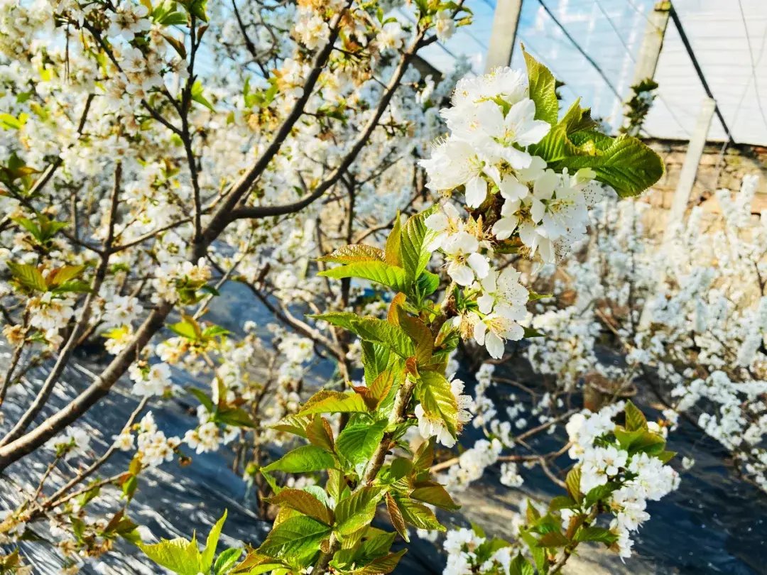 老年|大棚樱桃花绽放，惊艳念春的人们