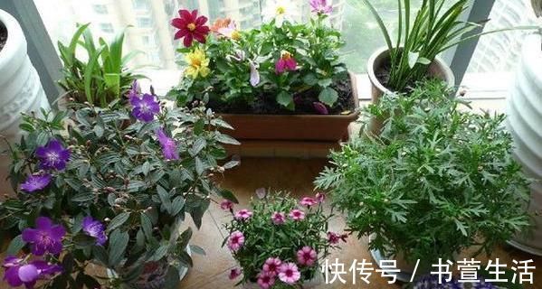 这种“溶液”比柳树枝、蚯蚓粪都强,每家都能做,浇一点就爆盆