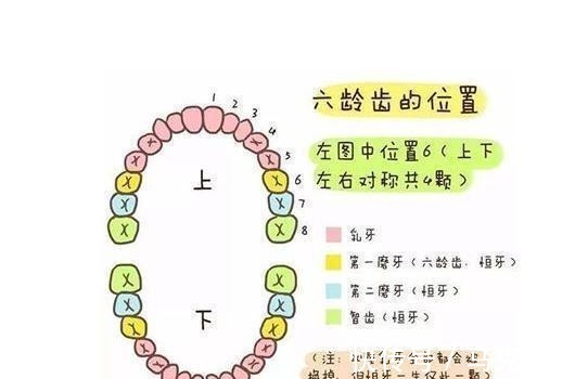 宝宝|孩子换牙时第一颗六龄牙很关键，你不能不收藏的宝宝换牙期宝典