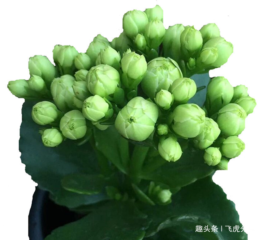 养花|四种盆栽曾获花卉大奖,盆盆都是精品,便宜还好养,养花首选