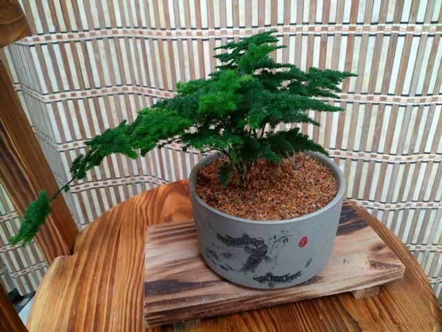 非常受欢迎的盆栽,型如“迎客松”,四季常绿又好养,比文竹好看