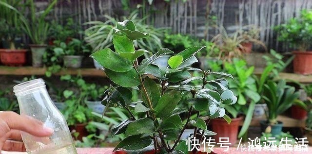 酸碱度|厨房一种调味料,养花3个用法,分分钟拯救黄叶,比硫酸亚铁都强!