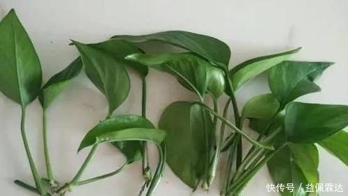 养花|不敢尝试扦插？捏准“7个要点”，养花省钱、还能拥有更多