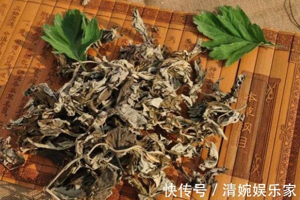 艾蒿|50岁妇女患颈椎病,竟用一把艾叶给治好了,其实艾叶还有3大好处