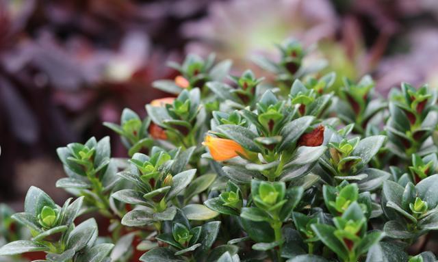 养花生虫,做好“预防”最重要,此“杀虫利器”埋一点,太好用了