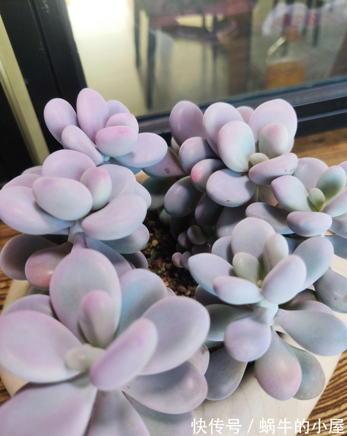 当心|当心！4类植物请远离卧室，你还不知道吗？