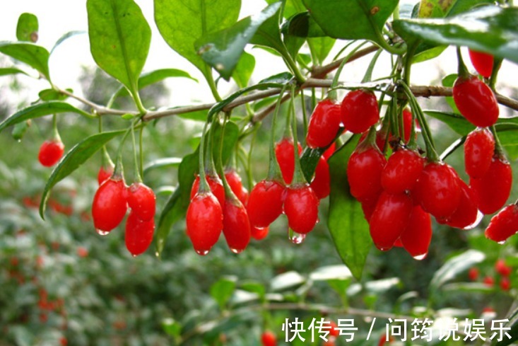 食用枸杞|立秋后，晚上常用此果泡水喝，补益气血，美容养颜，常喝更显年轻