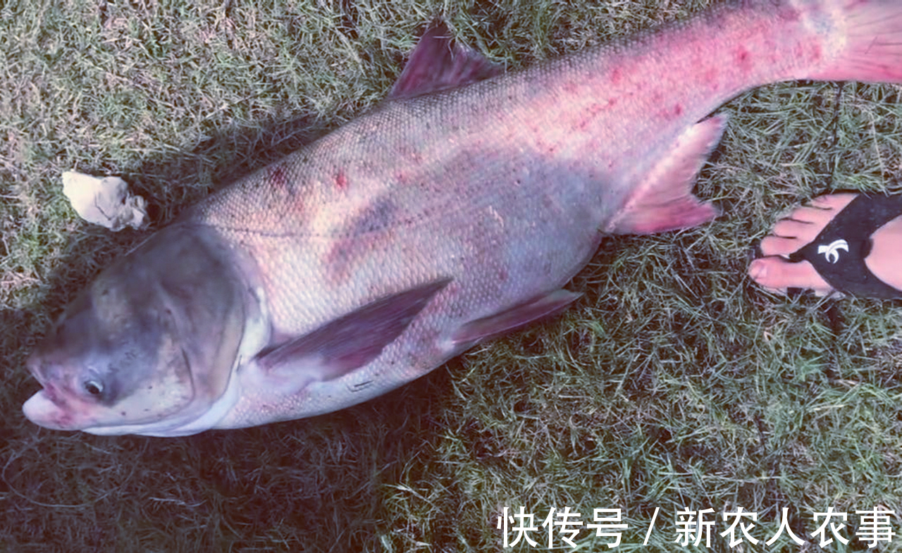 包头鱼|一米长40斤重，安徽一男子钓获“花鲢王”，网友：鱼头就够吃几顿