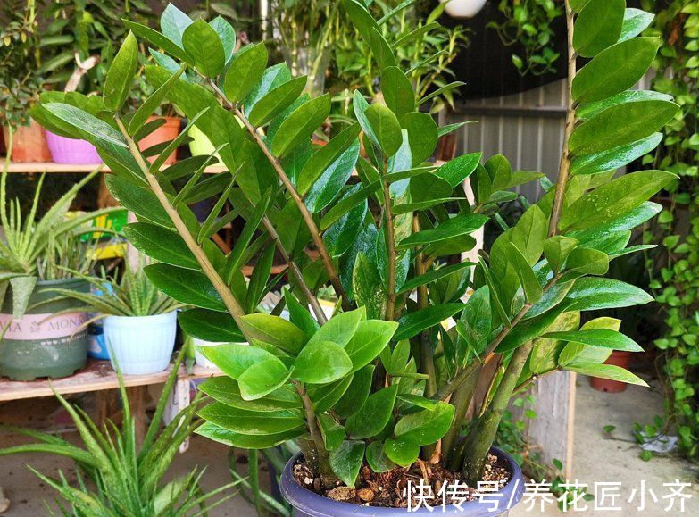 7种耐旱花,适合“懒人”养,忘记浇水也不怕,越长越旺还开花