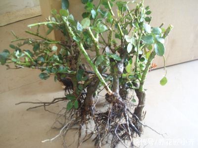 老手|养月季绣球,老手买小苗,新手买老桩,小花匠告诉你真正原因